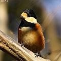 Varied Tit in Yoyogi Koen ヤマガラ<br />Canon EOS 7D MK2 + EF400 F5.6